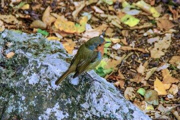 Closeup shot of a bird perching on the rock