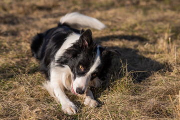 Border collie dog lies in the yellowed grass.