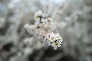 biały kwiat kwitnący na drzewie