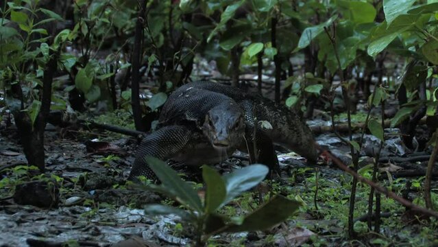 Water monitor, Varano acu&aacute;tico Varanus salvator huge adult walks towards the camera sticking out its tongue across the jungle floor. Ujung kulon, Java, Panaitan, Indonesia.