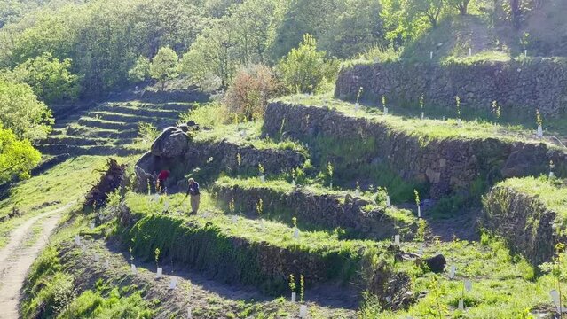 Farmers in Valle del Jerte Spain work on terrace watering and moving plants