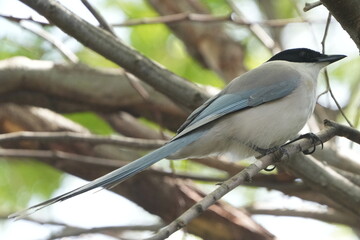 azure winged magpie on a branch