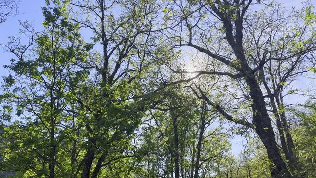 Pan across green trees on beautiful blue sky day in Valle del Jerte Spain