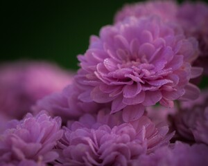 Closeup shot of a Dahlia Bonny flower found growing in a garden