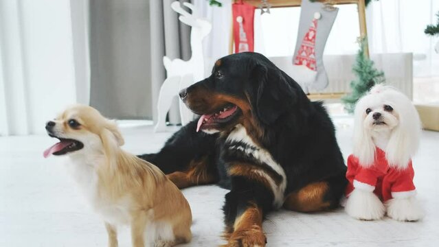 Maltese dog in santa suit beside chihuahua and bernese mountain dog in room with decorated christmas tree