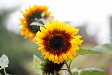 Fototapeta premium Closeup shot of the bright sunflowers in the field