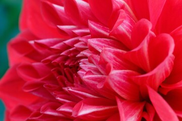 Macro shot of the red dahlia flower petals