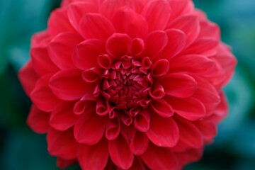 Closeup shot of the blooming red dahlia against a blurred background