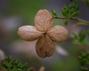 Closeup shot of the small dried flower in the garden