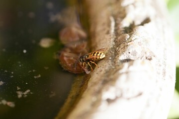 Macro shot of the small bee near the water