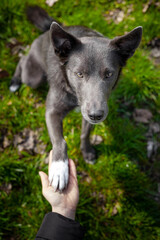 A gray dog gives a paw to a girl and puts it in her hand