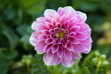 Purple Dahlia  Flower  in Deep Saturated Colors