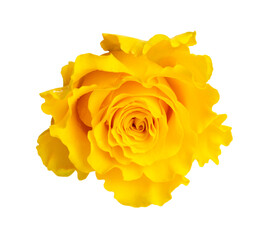 Yellow rose isolated on white - 593533704