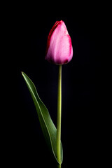 red tulip on black background