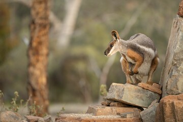 Endangered yellow-footed rock-wallaby at Arkaroola Wilderness Sanctuary South Australia.