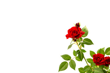 Red roses in a pot isolated on a white background.