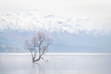 Single tree in the Lake Wanaka with the mountains covered by snow in the background.