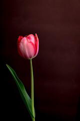 red tulip on black background