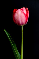 Fototapeta premium red tulip on black background