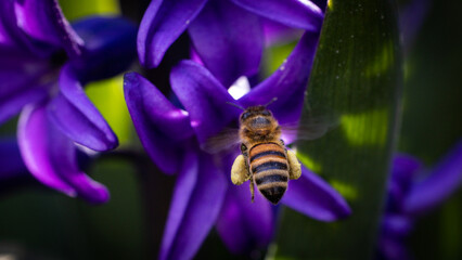 bee on purple hyacinth flower