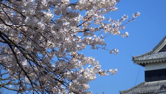 春の松本城に咲く桜