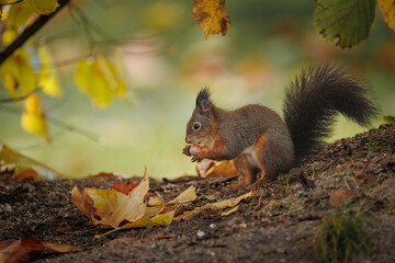 Closeup of a Red squirrel eating a nut sitting on a tree branch in autumn - Powered by Adobe