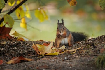 Closeup of a Red squirrel eating a nut sitting on a tree branch in autumn