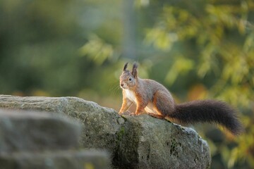 Closeup of an adorable Red squirrel standing on the stone