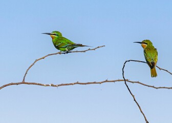 Closeup of two Bee Eaters resting on a leafless tree branch