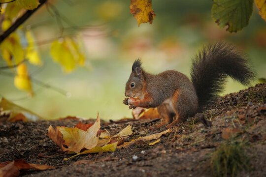Closeup of a Red squirrel eating a nut sitting on a tree branch in autumn