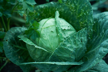 A biennial plant of the genus Cabbage of the Cabbage family, Cruciferous, an agricultural crop with...