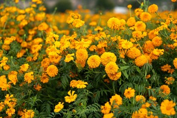 Bunch of Mexican marigold flowers blooming outdoors