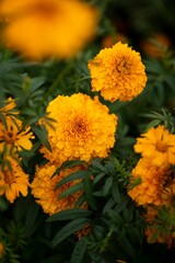 Vertical closeup shot of orange marigold flowers during the Day of the Dead in Michoacan, Mexico.