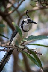 Vertical shit of a Black-throated magpie-jay bird perched on a tree branch.