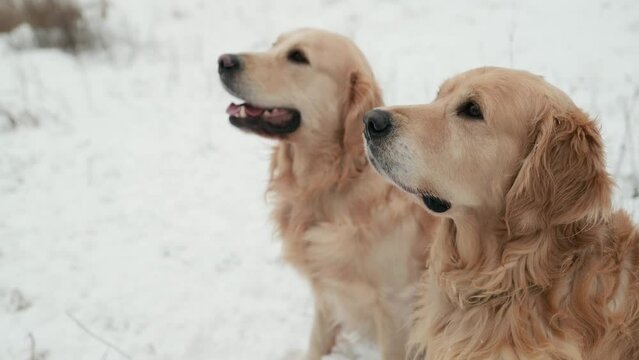 Golden retriever dogs sitting in snow and sniffing winter air outdoors. Two purebred pet doggies outside in cold weather
