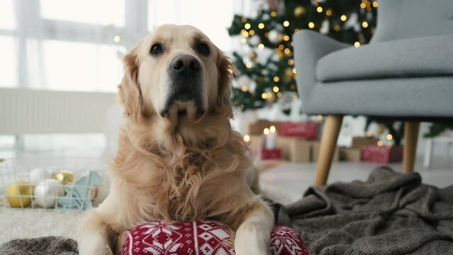 Golden retriever dog in Christmas time lying on floor at home and looking around with Xmas lights on background. Purebred pet doggy on New Year holidays