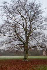 Strasbourg, France: tree in autumn in the gradens of Chateau de Pourtales
