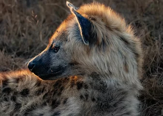 Foto op Canvas Close-up shot of a Spotted hyena (Crocuta crocuta) looking aside © Adesh Singh/Wirestock Creators
