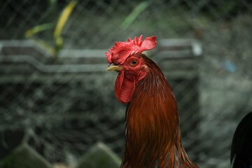 Portrait of a red rooste.