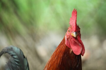 Portrait of a red rooste.