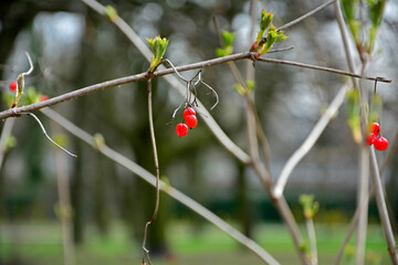 czerowne owoce na suchej gałęzi wiosną, red fruits on a dry branch in spring  © kateej
