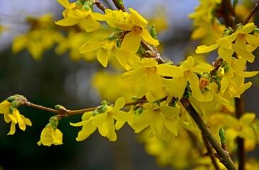 Forsycja (Forsythia), żółte kwiaty, kwitnacy krzew wiosenny, deciduous shrubs, Oleaceae, blooming Forsythia twigs, bright spring day, springtime background