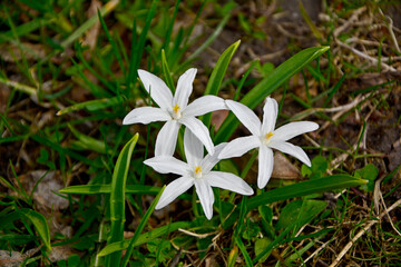 biały śnieżnik lśniący alba (Chionodoxa luciliae), Chionodoxa luciliae Alba blooming in spring