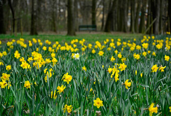 pole żóltych narczyzów (Narcissus), wiosenne kwiaty cebulowe, żółte narcycy w parku, Yellow narcissus spring blossomField of yellow daffodils, narcissus flowers
