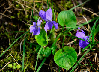 Fiołek wonny, fiołek pachnący (Viola odorata), Viola odorata plants on spring forest - obrazy, fototapety, plakaty