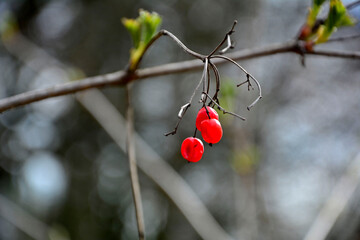 czerowne owoce na suchej gałęzi wiosną, red fruits on a dry branch in spring © kateej