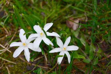 biały śnieżnik lśniący alba (Chionodoxa luciliae), Chionodoxa luciliae Alba blooming in spring
