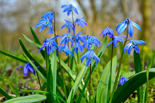 Cebulica syberyjska (Scilla siberica), Cebulica syberyjska (Scilla siberica), Scilla siberica blooming flowers, Siberian squill, wood squill, Closeup of blue Siberian squill wildflowers in a field	