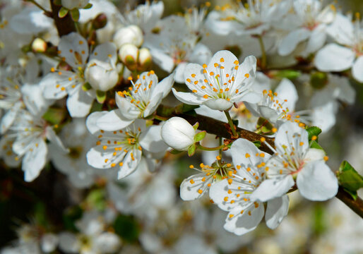 kwiaty śliwy, kwitnąca gałąź śliwy,  kwitnąca śliwa domowa mirabelka (Prunus domestica subsp. syriaca), białe kwiaty, white flowers of a Mirabelle tree, White flowers of Mirabelle plum, cherry plum