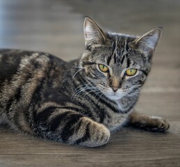 Closeup portrait of a tabby cat lying on a wooden floor, looking into the camera